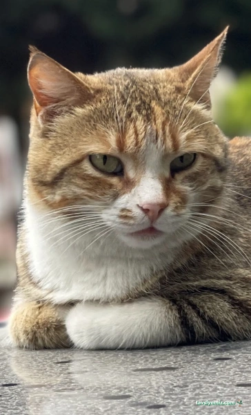 Atakent Veteriner Kliniği / Veteriner /Atakum Samsun