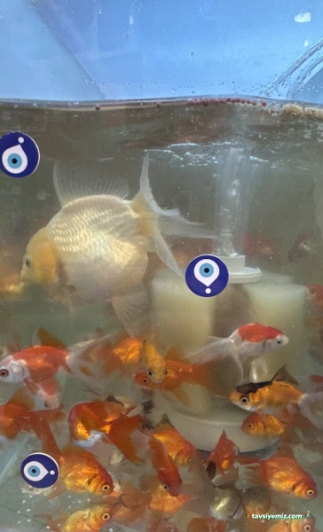 Ataköy Ezgi Petshop