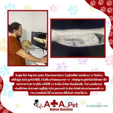 Atapet Hayvan Hastanesi