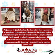 Atapet Hayvan Hastanesi