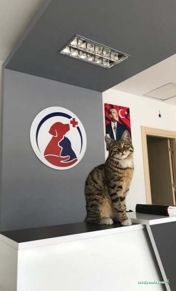 Athena Veteriner Kliniği