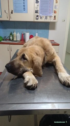 Atlantis Veteriner Kliniği