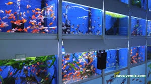 Avcı Pet Shop Akvaryum