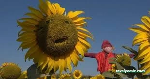 Ayçiçek Fotoğraf Atolyesi