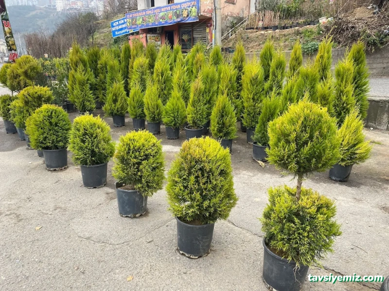 Aydın Fidancılık&Çiçekcilik Peyzaj