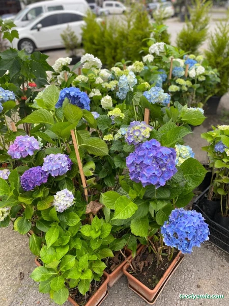 Aydın Fidancılık&Çiçekcilik Peyzaj