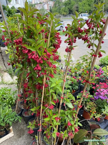 Aydın Fidancılık&Çiçekcilik Peyzaj