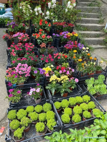 Aydın Fidancılık&Çiçekcilik Peyzaj