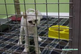 Aydın Pet Otel Ve Pet Pansiyon 09