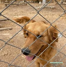 Aydın Pet Otel Ve Pet Pansiyon 09