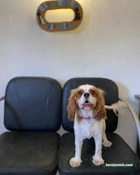 Aydın Pet Otel Ve Pet Pansiyon 09