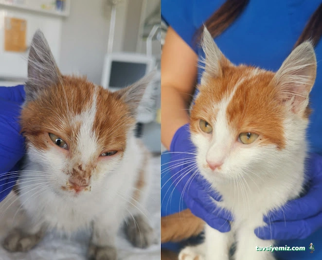 Aydınevler Veteriner Kliniği | Özel Veteriner - Maltepe/Küçükyalı/Aydınevler Veteriner