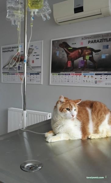 Aydınevler Veteriner Kliniği | Özel Veteriner - Maltepe/Küçükyalı/Aydınevler Veteriner