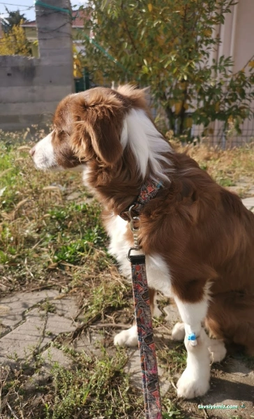 Aydınevler Veteriner Kliniği | Özel Veteriner - Maltepe/Küçükyalı/Aydınevler Veteriner