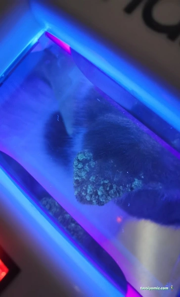 Aydınevler Veteriner Kliniği | Özel Veteriner - Maltepe/Küçükyalı/Aydınevler Veteriner