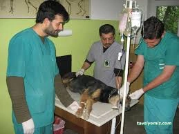 Ayvet Veteriner Kliniği