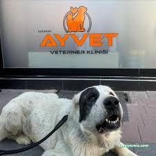 Ayvet Veteriner Kliniği