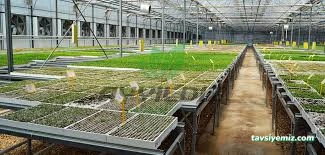 Ayyıldız Seracılık