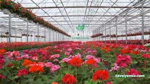 Ayyıldız Seracılık