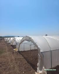 Ayyıldız Seracılık