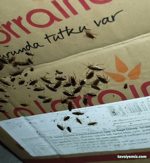 Yalova Acil İlaçlama