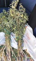 Halk Sebze Ve Meyve Pazarı