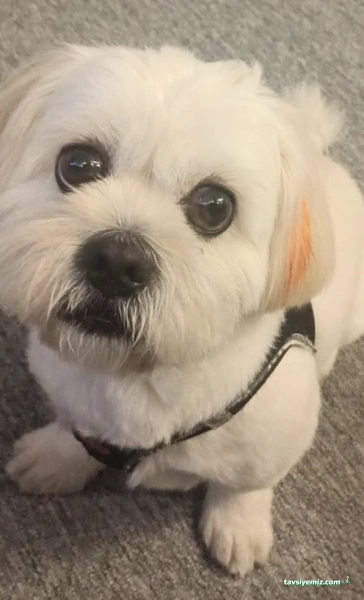 Bahar Veteriner Kliniği