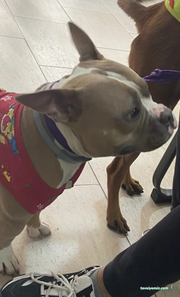 Bahar Veteriner Kliniği