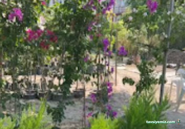 Bahçem Tarım Orman Fidancılık