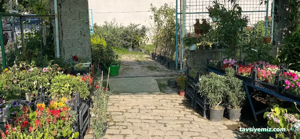 Bahçem Tarım Orman Fidancılık