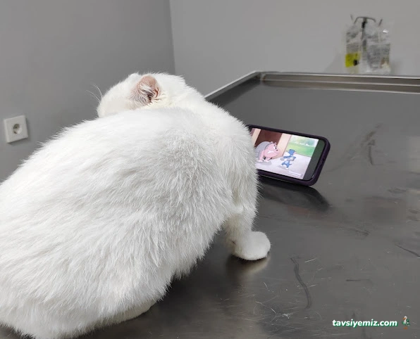 Bal Peteği Veteriner Kliniği