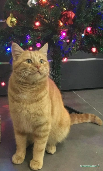 Balgat Veteriner Kliniği