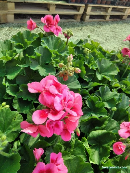 Balikesir Defne Peyzaj