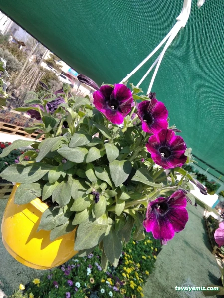 Balikesir Defne Peyzaj