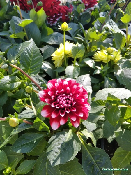 Balikesir Defne Peyzaj