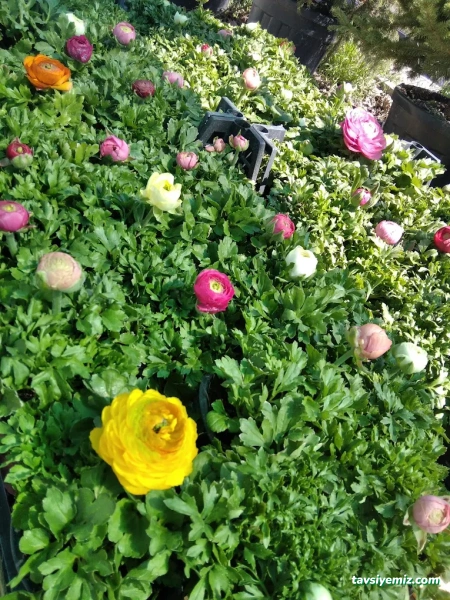 Balikesir Defne Peyzaj