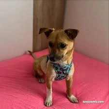 Bambi Pet Market&Kuaför&Otel