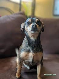 Bambi Pet Market&Kuaför&Otel