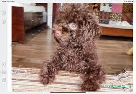 Bambi Pet Market&Kuaför&Otel