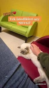 Bambi Pet Market&Kuaför&Otel