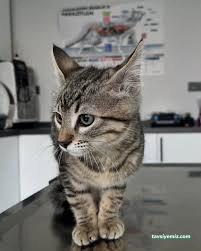 Barsvet Veteriner Kliniği