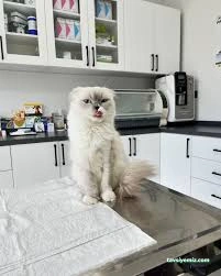 Barsvet Veteriner Kliniği