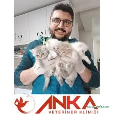 Bartın Anka Veteriner Kliniği