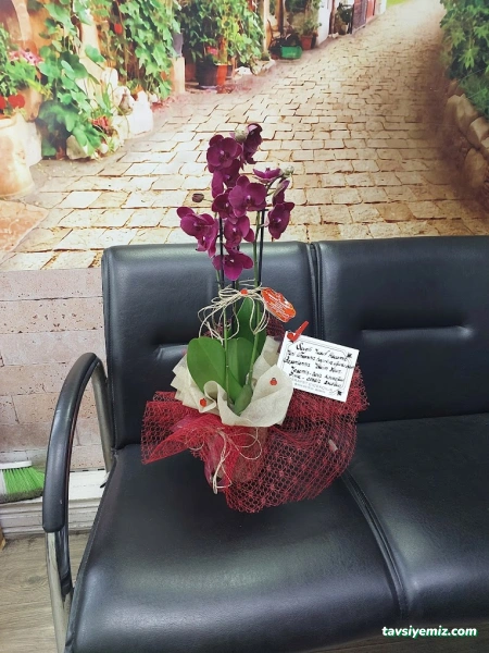 Bartın Zerafet Çiçekçilik