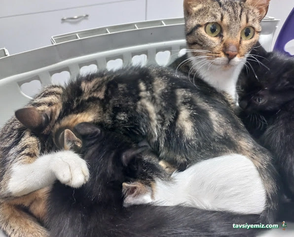 Bast Veteriner Kliniği Marmaris 7/24 Acil