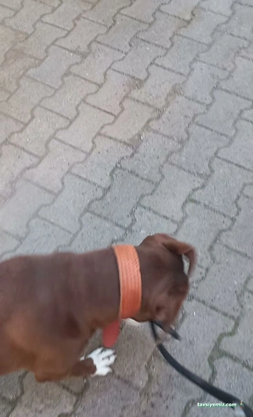 Bast Veteriner Kliniği Marmaris 7/24 Acil