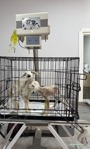 Bast Veteriner Kliniği Marmaris 7/24 Acil