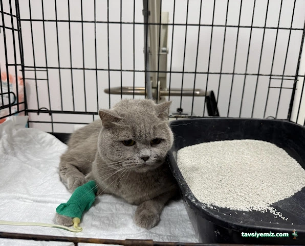 Bast Veteriner Kliniği Marmaris 7/24 Acil