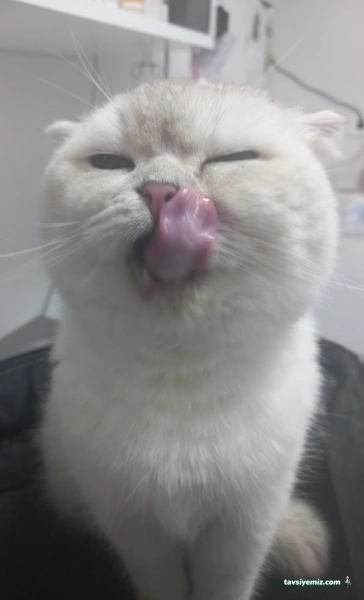 Bast Veteriner Kliniği Marmaris 7/24 Acil