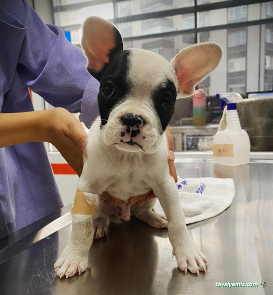 Batıkent Life Veteriner Kliniği-Batıkent Veteriner-Batıkentte Veteriner-Yenimahalle Veteriner